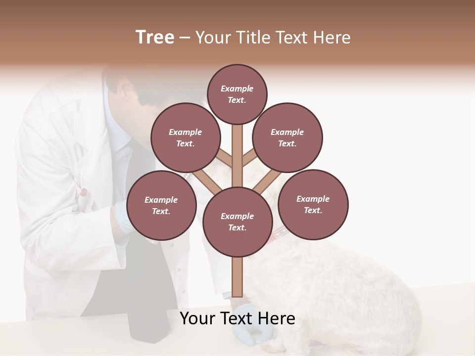 A Veterinarian Using An Instrument To Look Into A Maltese Terrier Dog's Eyes. PowerPoint Template
