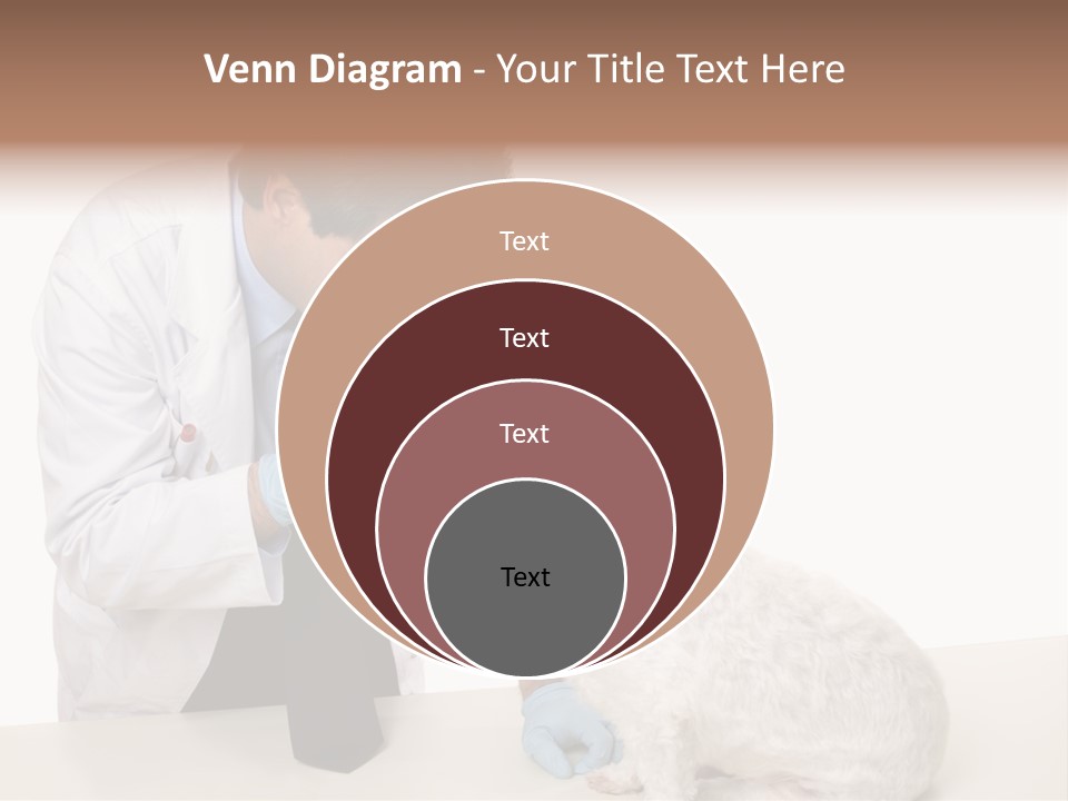A Veterinarian Using An Instrument To Look Into A Maltese Terrier Dog's Eyes. PowerPoint Template