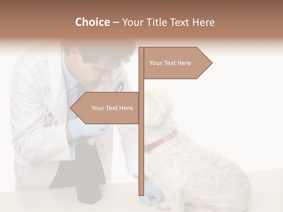 A Veterinarian Using An Instrument To Look Into A Maltese Terrier Dog's Eyes. PowerPoint Template