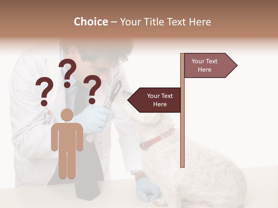 A Veterinarian Using An Instrument To Look Into A Maltese Terrier Dog's Eyes. PowerPoint Template