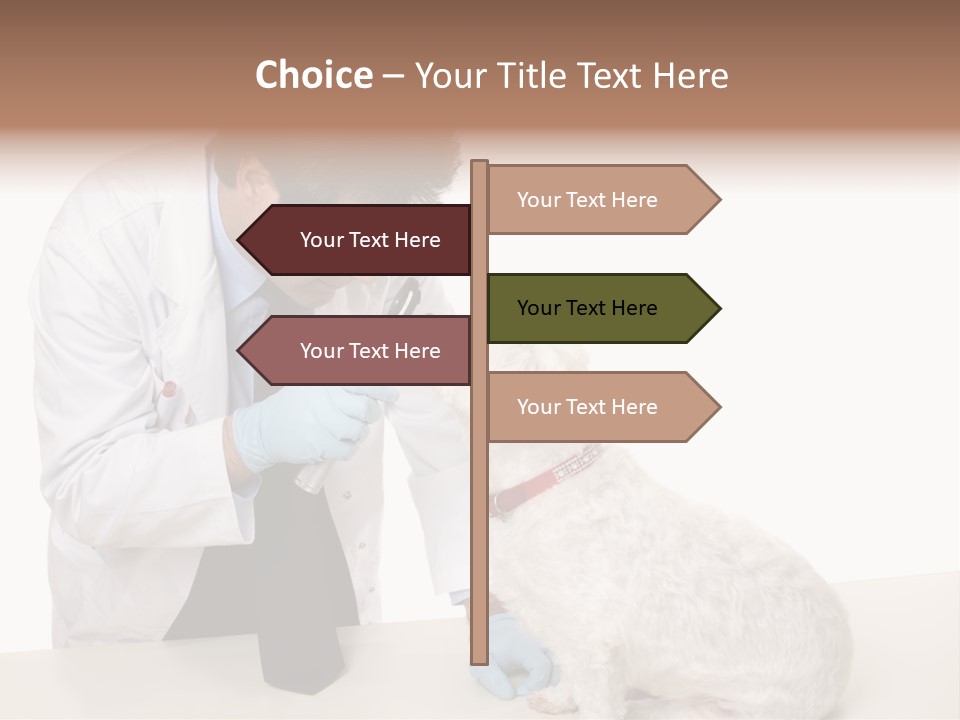 A Veterinarian Using An Instrument To Look Into A Maltese Terrier Dog's Eyes. PowerPoint Template