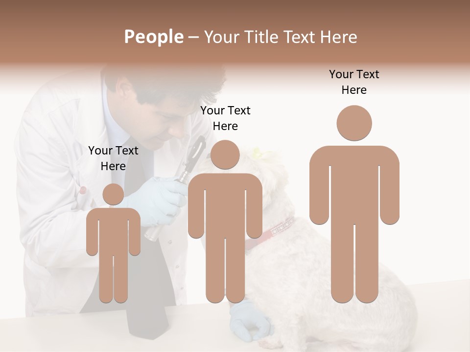A Veterinarian Using An Instrument To Look Into A Maltese Terrier Dog's Eyes. PowerPoint Template