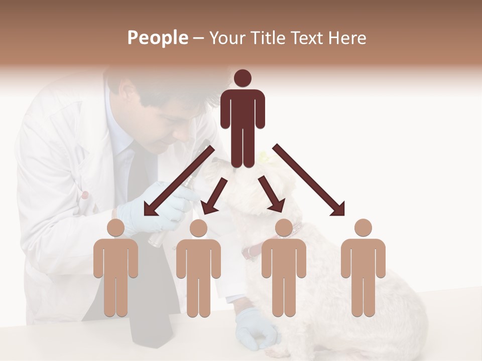 A Veterinarian Using An Instrument To Look Into A Maltese Terrier Dog's Eyes. PowerPoint Template