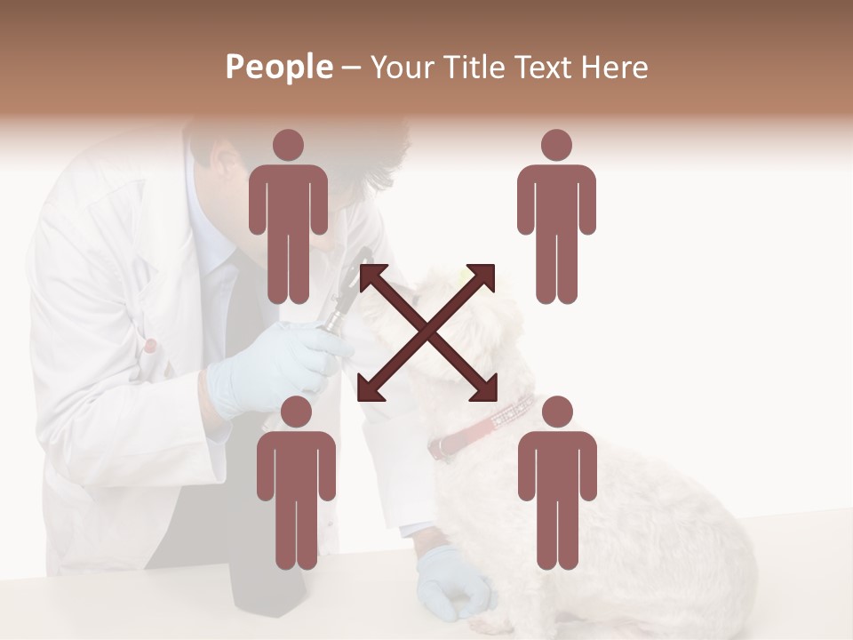 A Veterinarian Using An Instrument To Look Into A Maltese Terrier Dog's Eyes. PowerPoint Template