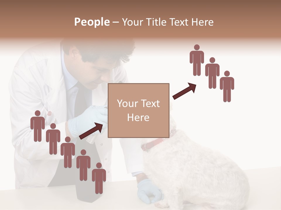 A Veterinarian Using An Instrument To Look Into A Maltese Terrier Dog's Eyes. PowerPoint Template