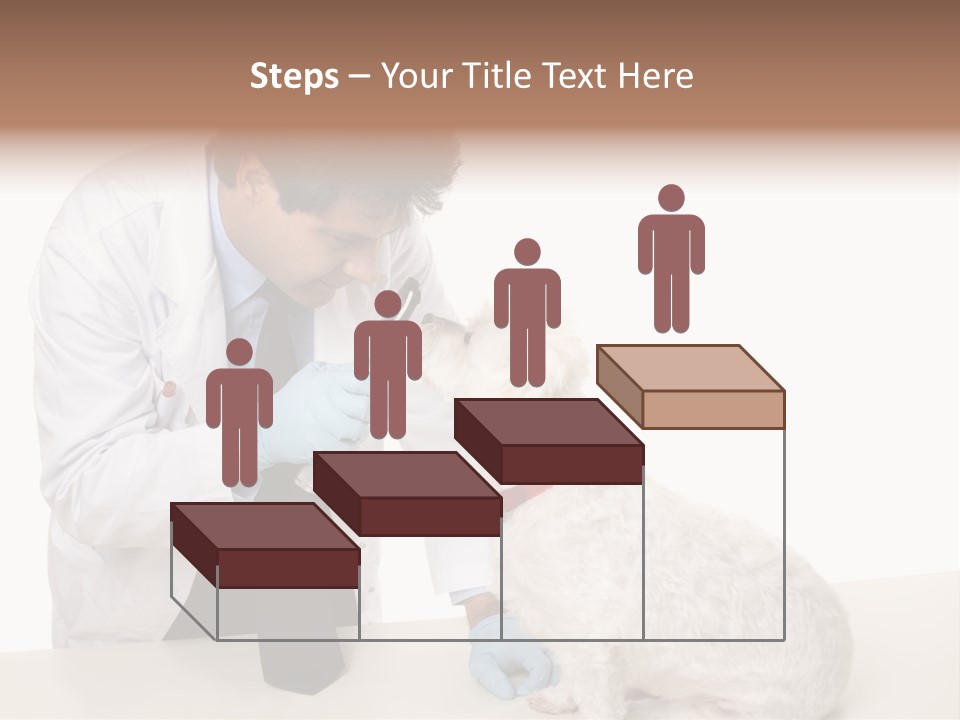 A Veterinarian Using An Instrument To Look Into A Maltese Terrier Dog's Eyes. PowerPoint Template