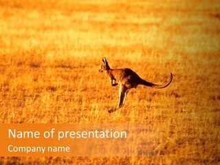 Jumping Kangaroo, Wilpena Pound, Australia PowerPoint Template