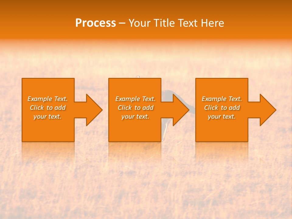 Jumping Kangaroo, Wilpena Pound, Australia PowerPoint Template