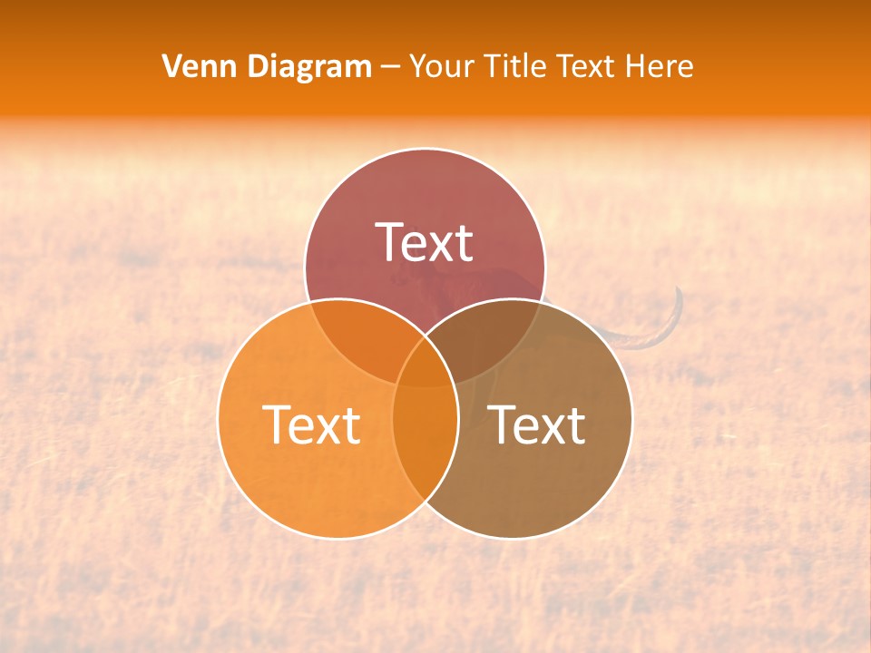 Jumping Kangaroo, Wilpena Pound, Australia PowerPoint Template