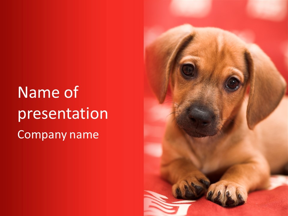 A Brown Dog Laying On Top Of A Red Blanket PowerPoint Template