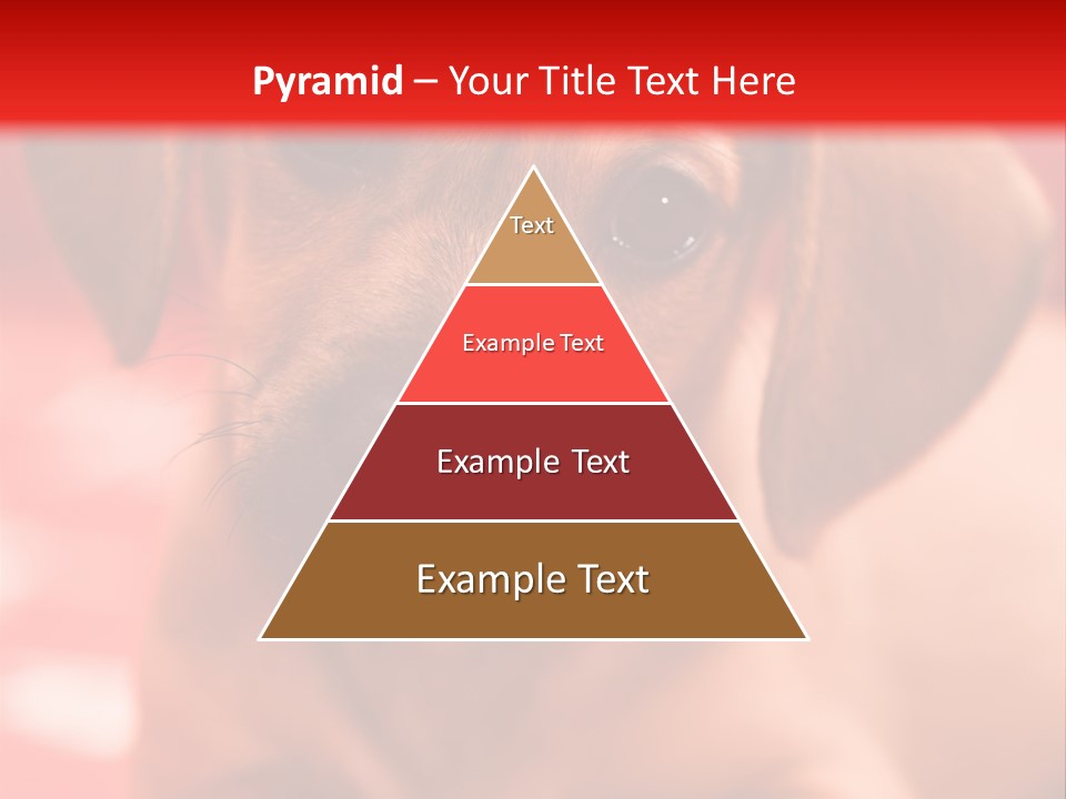 A Brown Dog Laying On Top Of A Red Blanket PowerPoint Template