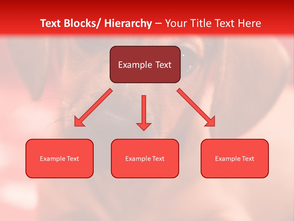 A Brown Dog Laying On Top Of A Red Blanket PowerPoint Template