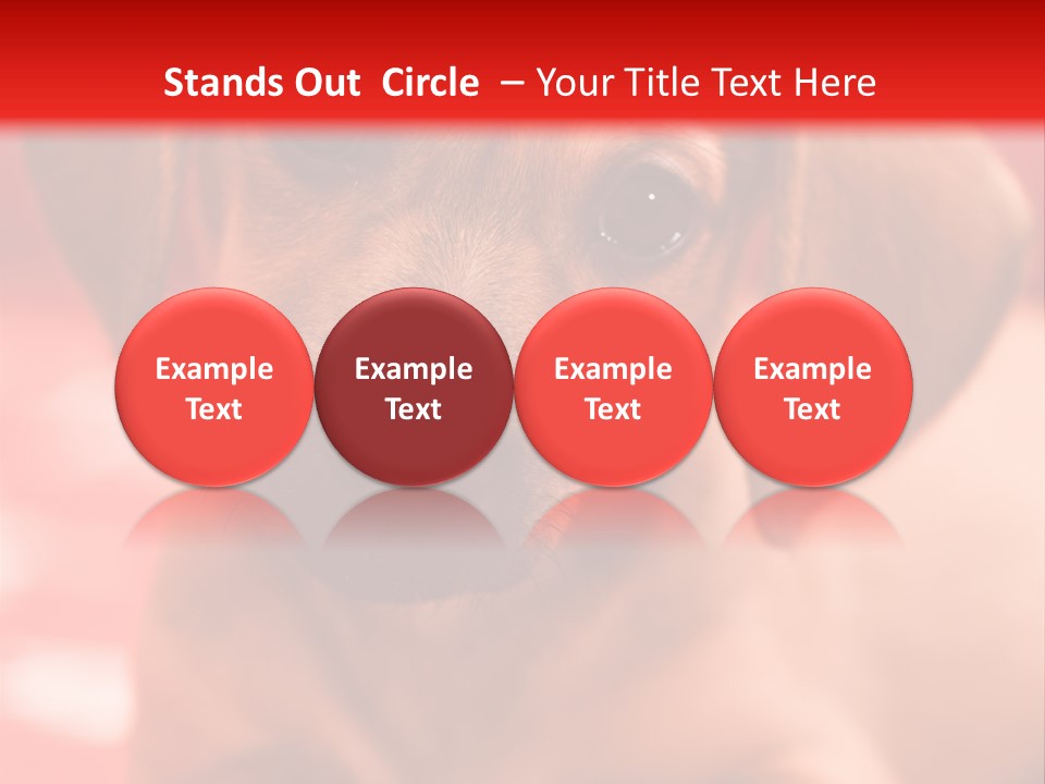 A Brown Dog Laying On Top Of A Red Blanket PowerPoint Template