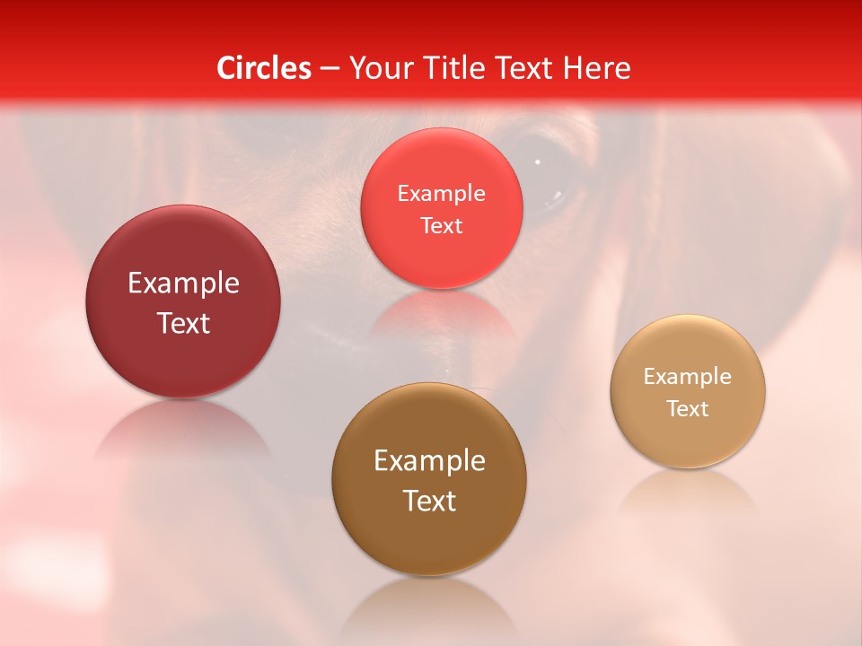 A Brown Dog Laying On Top Of A Red Blanket PowerPoint Template