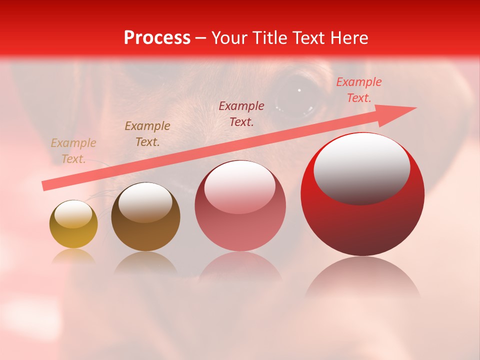 A Brown Dog Laying On Top Of A Red Blanket PowerPoint Template