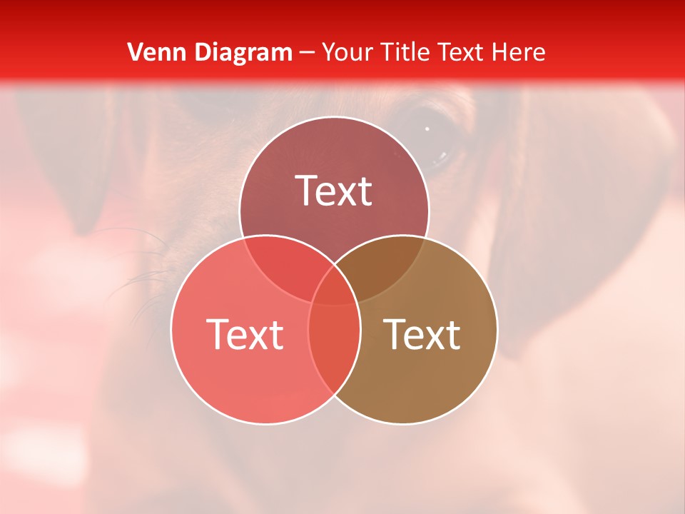 A Brown Dog Laying On Top Of A Red Blanket PowerPoint Template