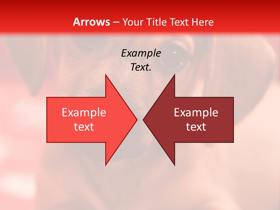 A Brown Dog Laying On Top Of A Red Blanket PowerPoint Template