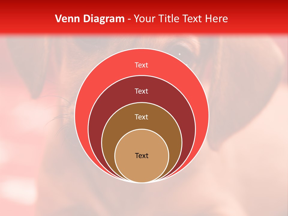A Brown Dog Laying On Top Of A Red Blanket PowerPoint Template
