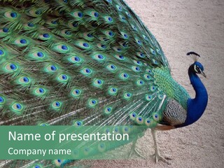 Peacock PowerPoint Template