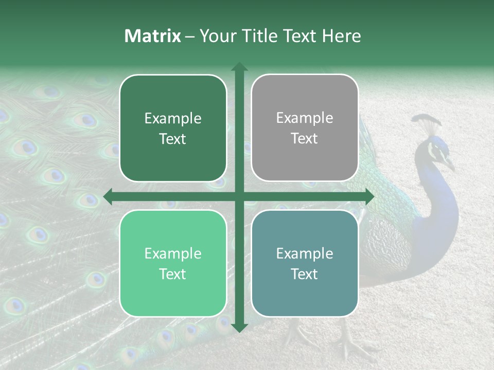 Peacock PowerPoint Template