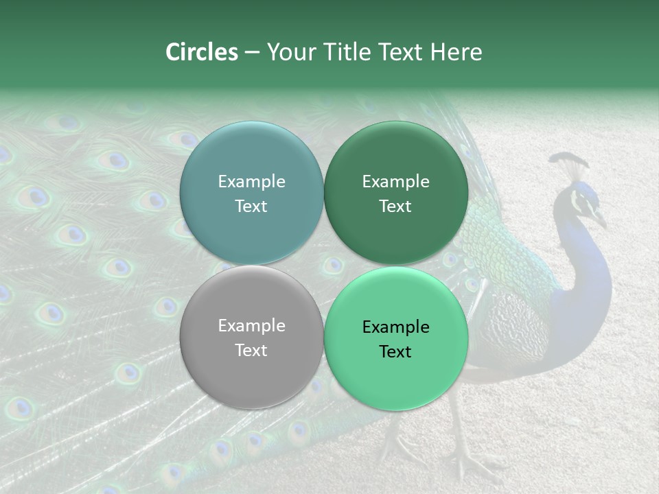 Peacock PowerPoint Template