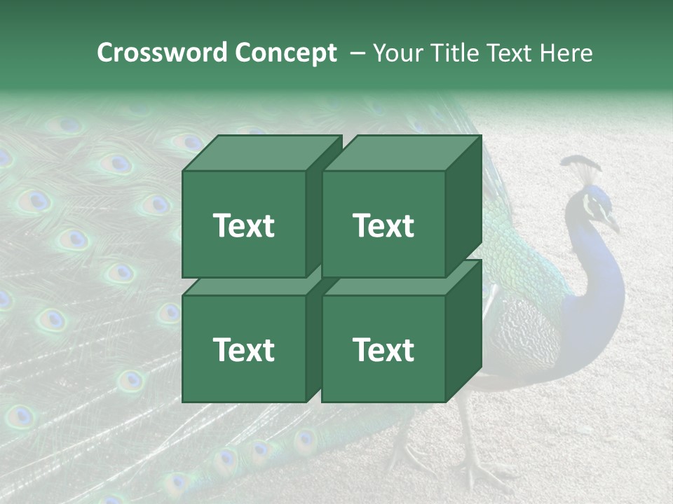 Peacock PowerPoint Template