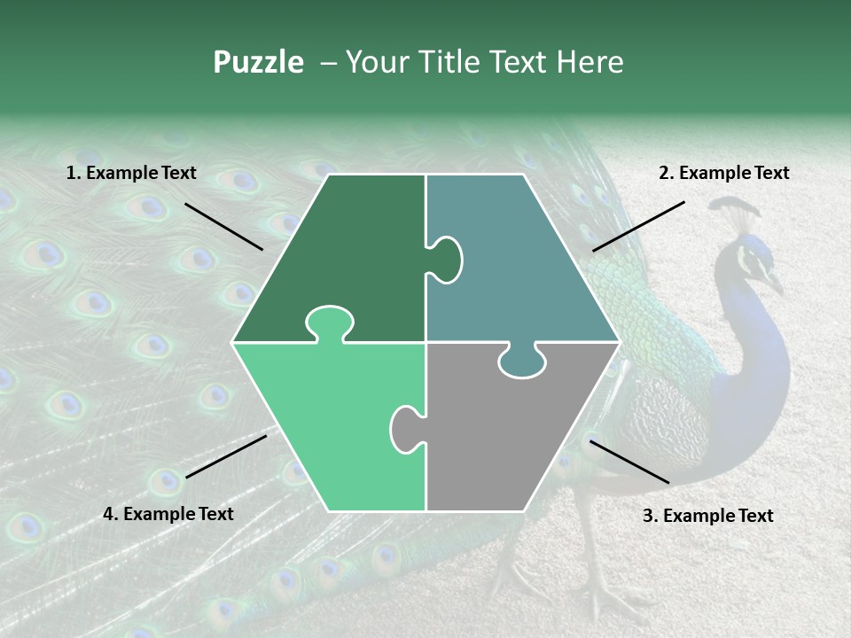 Peacock PowerPoint Template