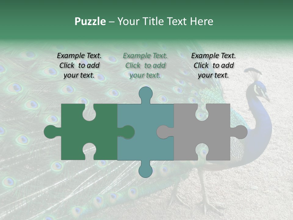 Peacock PowerPoint Template