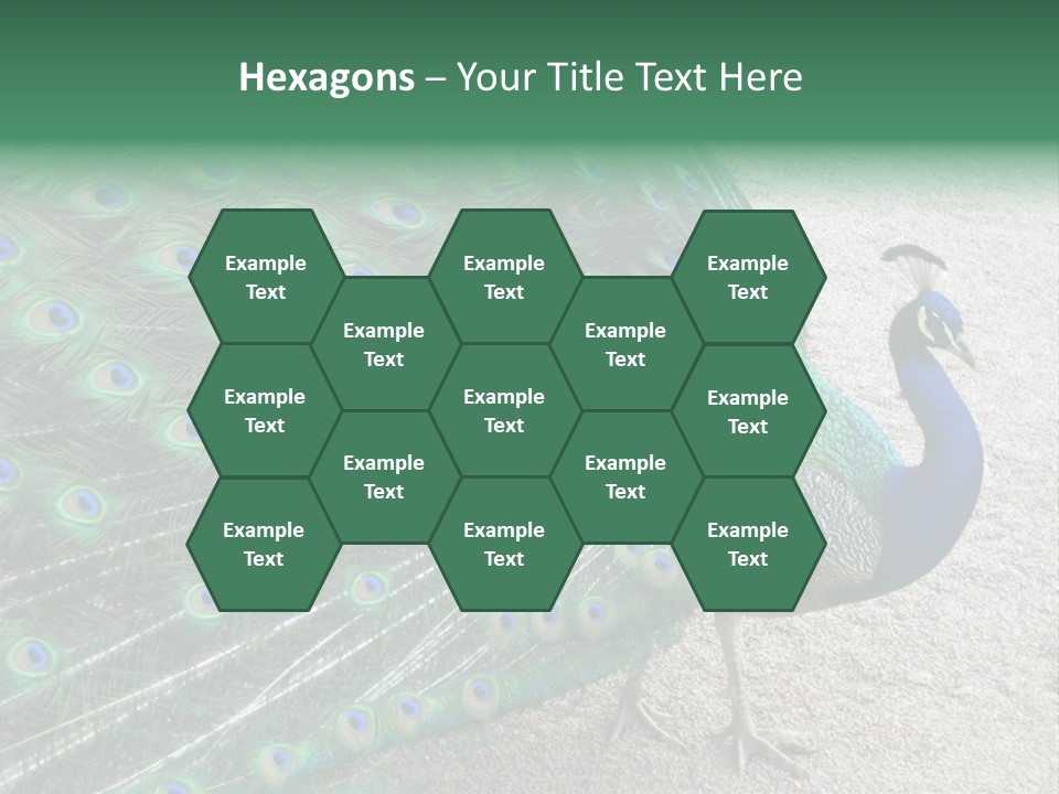 Peacock PowerPoint Template