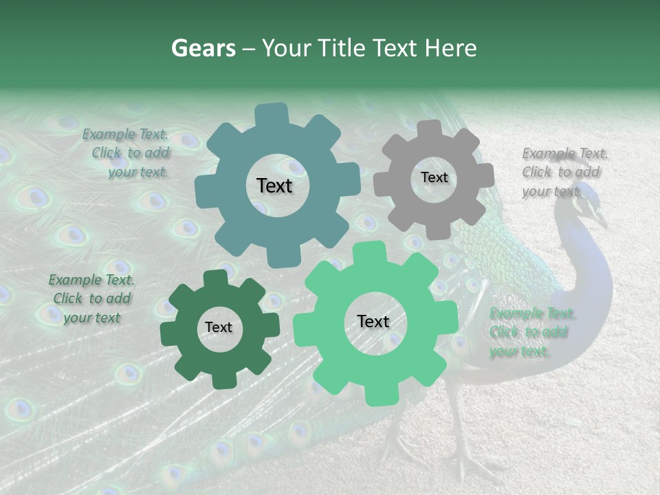 Peacock PowerPoint Template