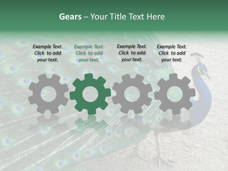 Peacock PowerPoint Template