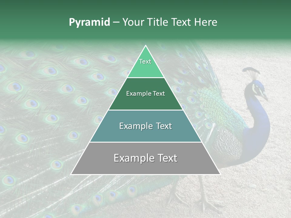 Peacock PowerPoint Template