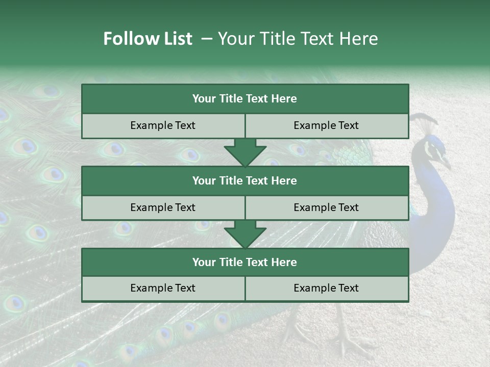 Peacock PowerPoint Template