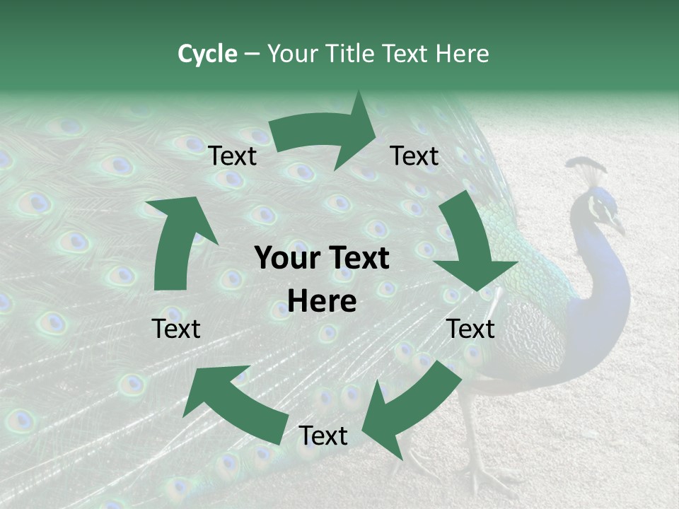 Peacock PowerPoint Template