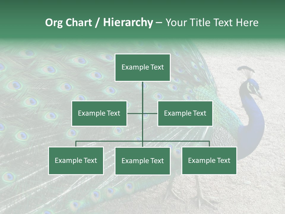 Peacock PowerPoint Template