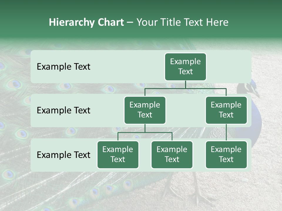 Peacock PowerPoint Template