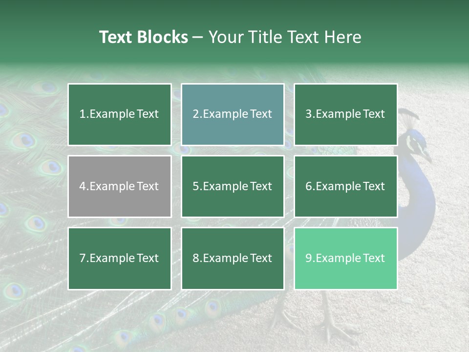 Peacock PowerPoint Template