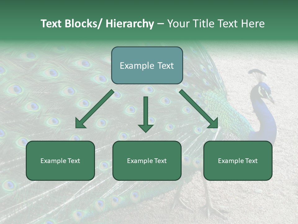 Peacock PowerPoint Template