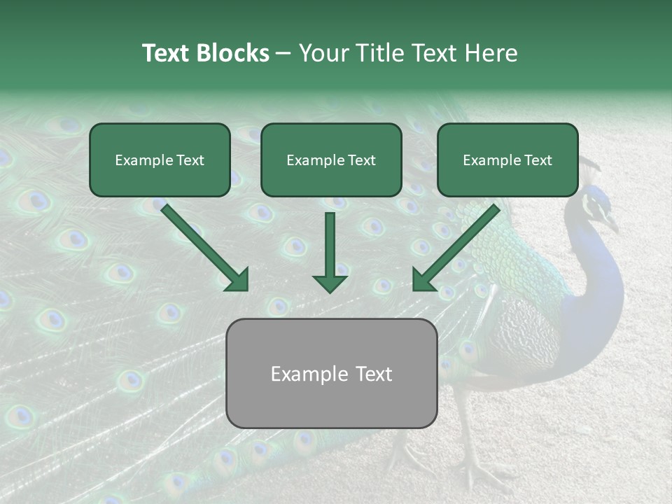 Peacock PowerPoint Template