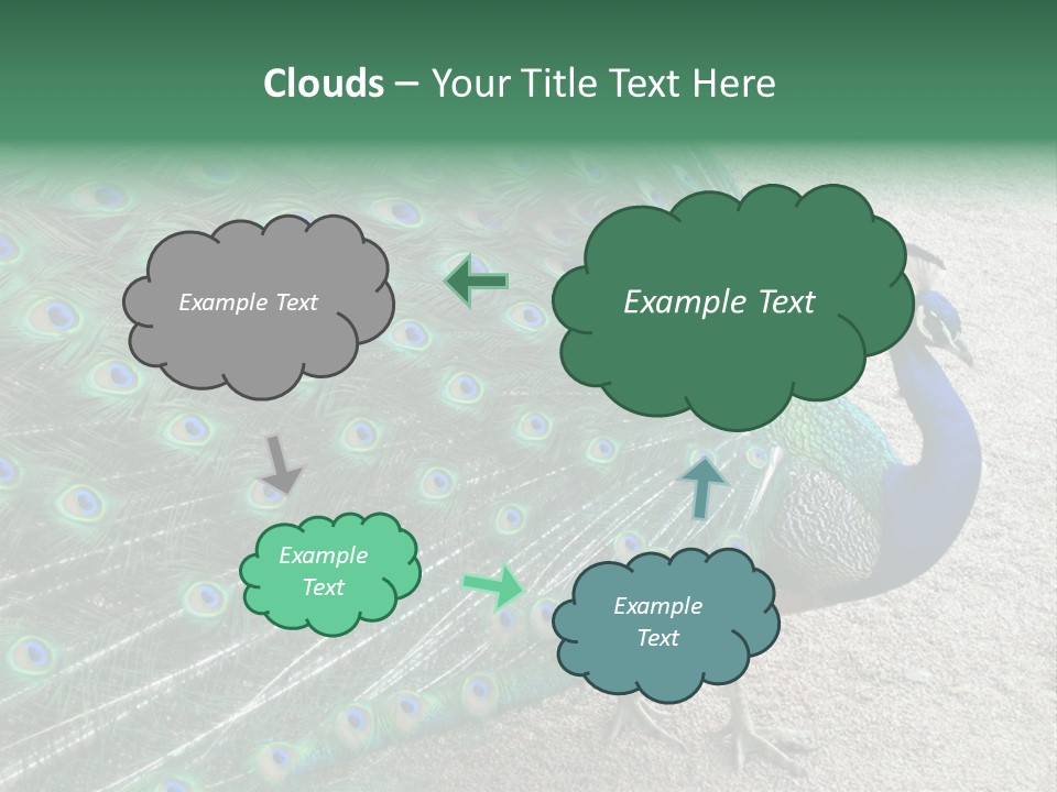 Peacock PowerPoint Template