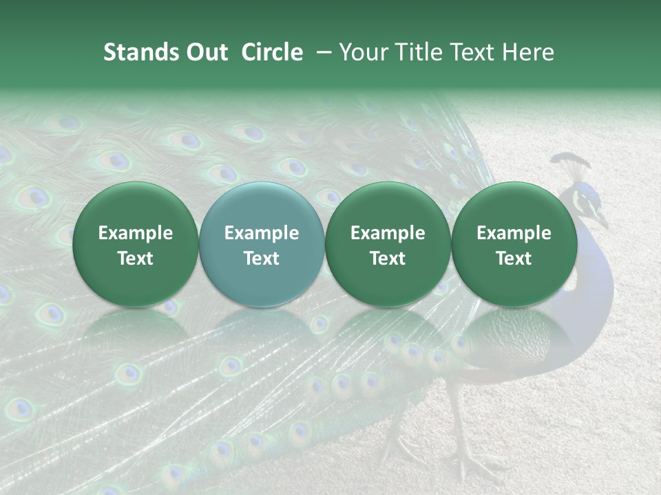 Peacock PowerPoint Template