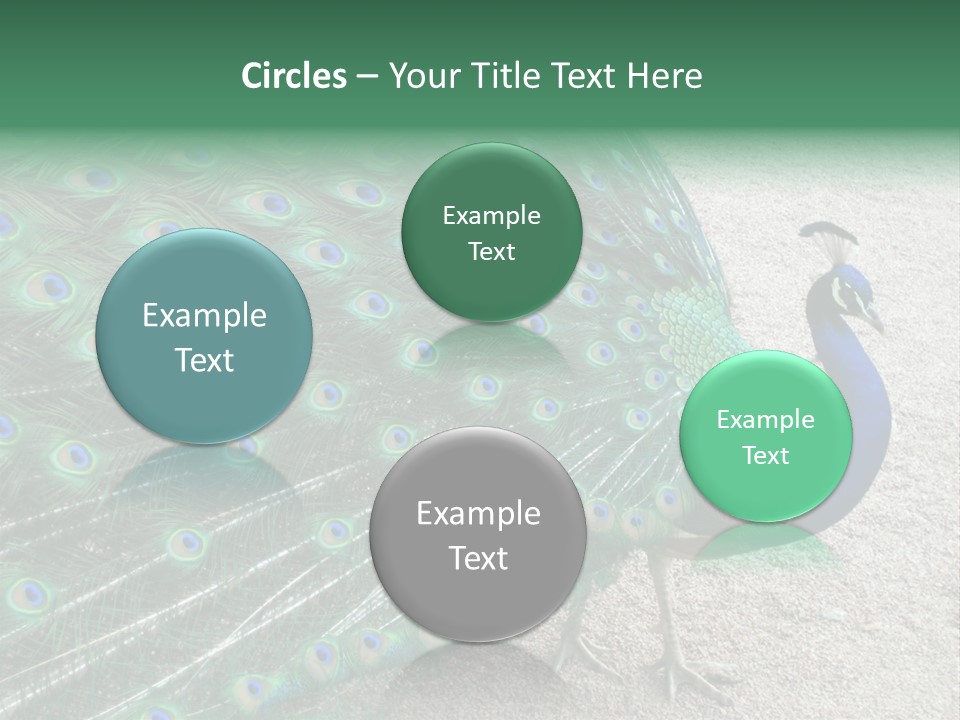 Peacock PowerPoint Template