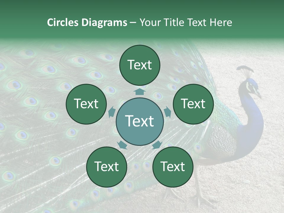 Peacock PowerPoint Template