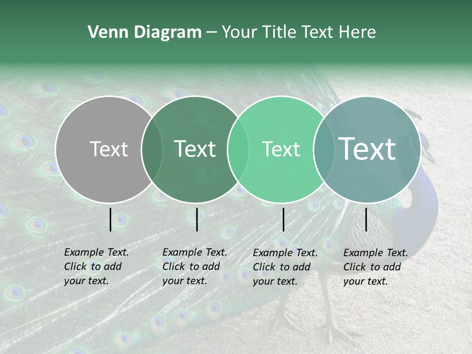 Peacock PowerPoint Template