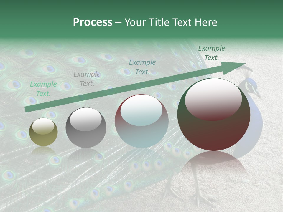 Peacock PowerPoint Template
