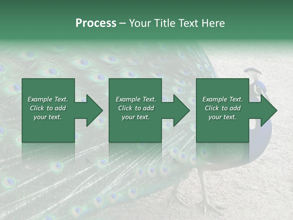 Peacock PowerPoint Template