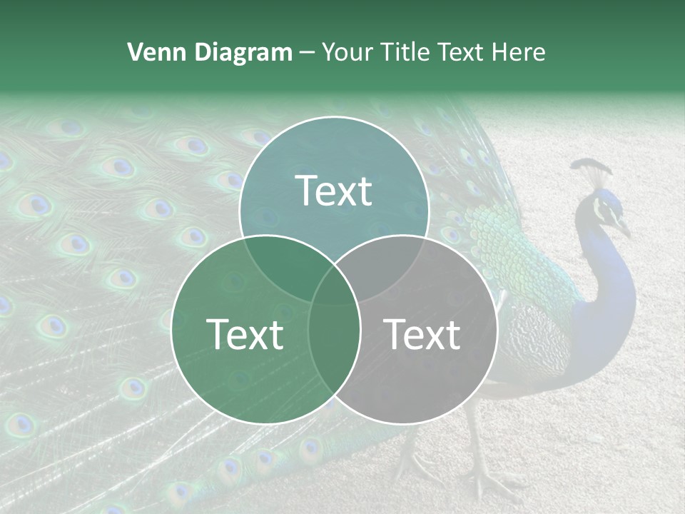 Peacock PowerPoint Template
