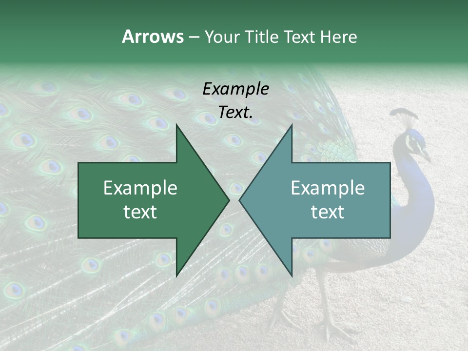 Peacock PowerPoint Template