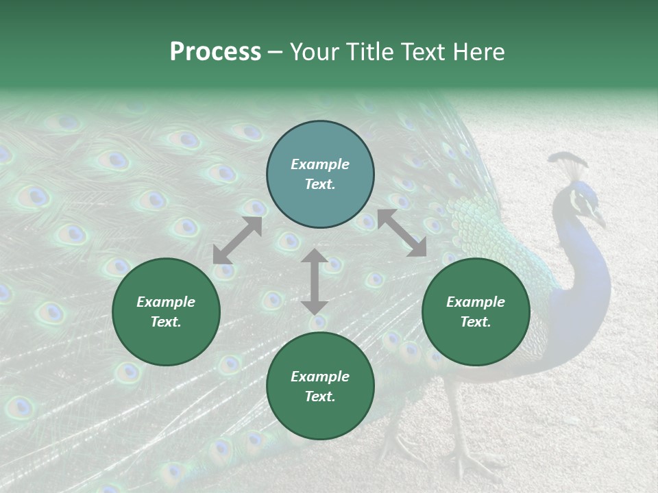 Peacock PowerPoint Template