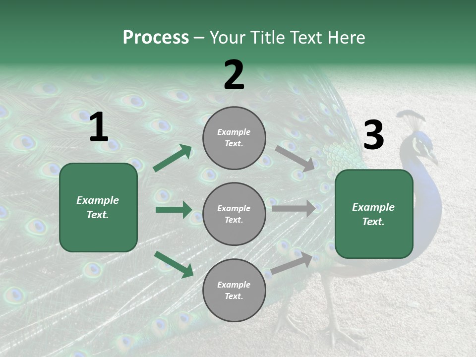 Peacock PowerPoint Template